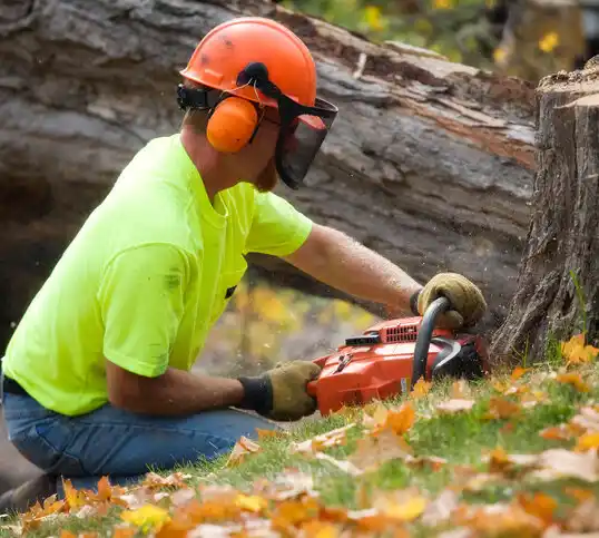 tree services Bath